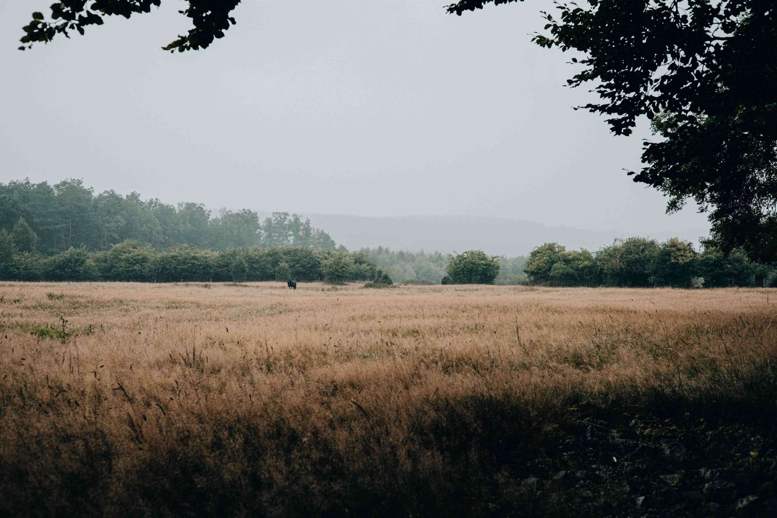 The Ardennes Unveiled